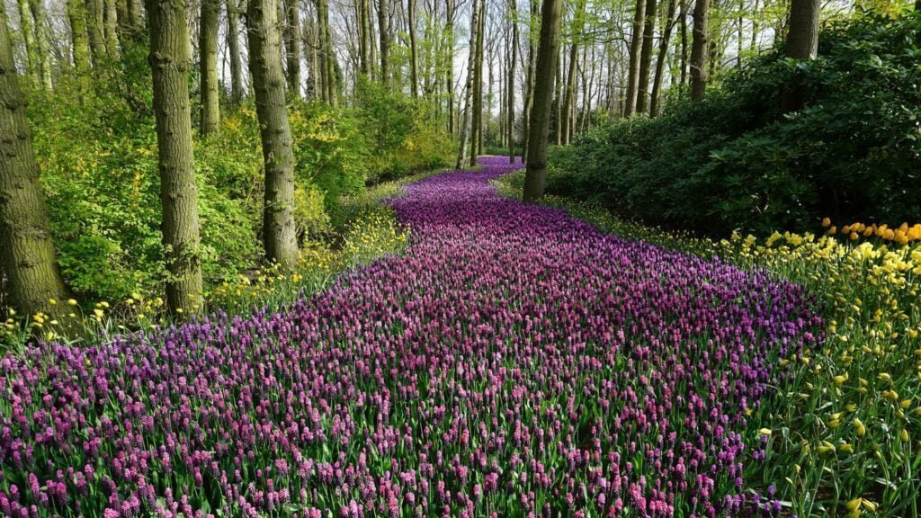 Primavera Voz