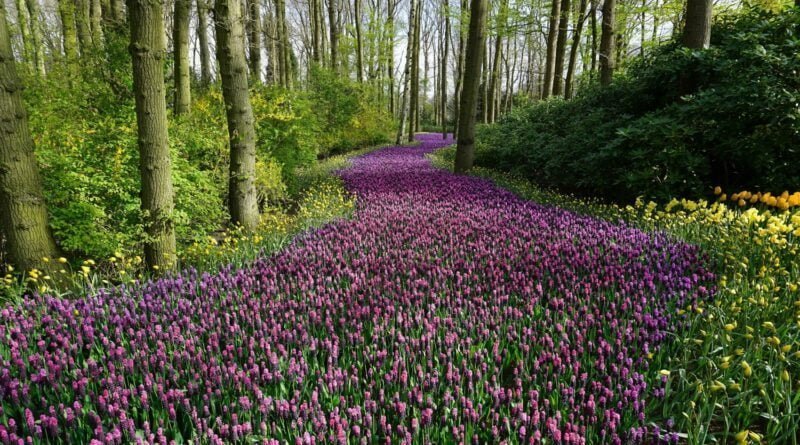 Primavera Voz