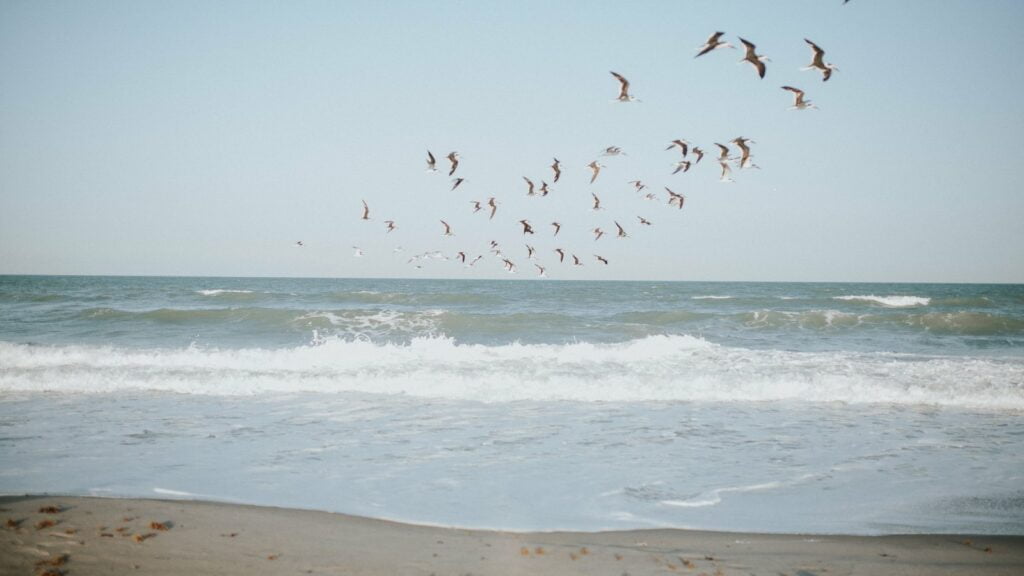 Gaivotas