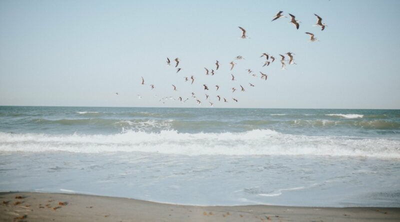 Gaivotas