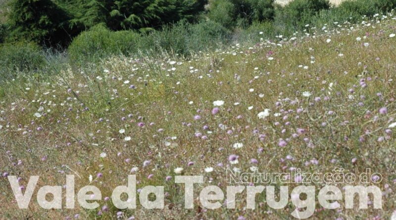 vale_da_terrugem