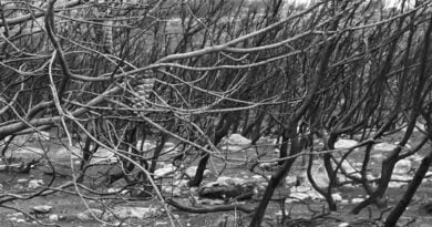 A Minha Floresta Ardeu