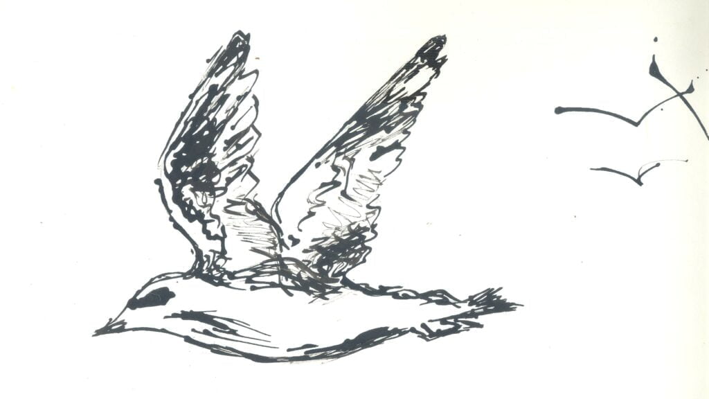Gaivota de Prata