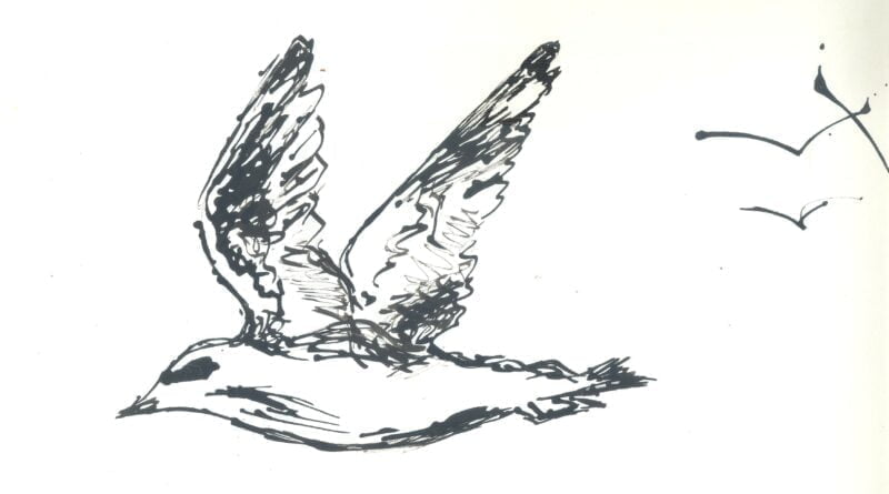Gaivota de Prata